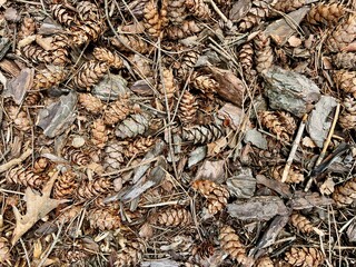 Pine cones lying on the ground in the forest. Natural background