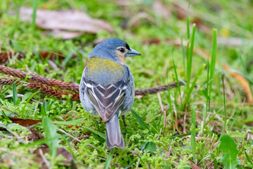 Fototapeta premium Bird in field azoren gold finch
