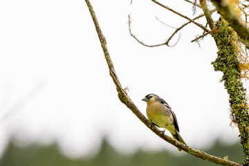 bird on branch