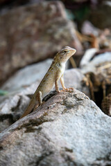 Oriental garden lizard (Calotes versicolor)