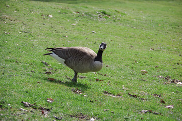 wild goose on green grass near the river