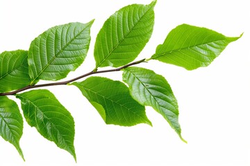 Fototapeta premium Lush foliage with a single twig, showcasing fresh green growth, close-up on a white background.