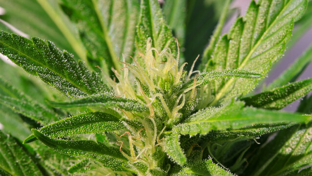 Cannabis in der Bl&uuml;tezeit Makro