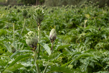Artichokes growing in an agricultural field, healthy eating. High quality photo