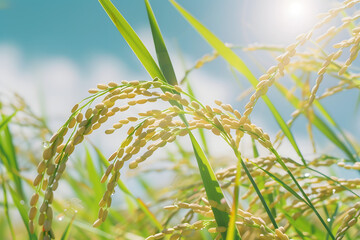 Ripe Rice Ears under Blue Sky and White Clouds