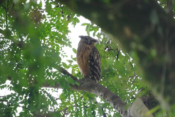The Buffy Fish Owl (Ketupa ketupu), also known as the Malay Fish Owl, is a fascinating bird of prey found in Southeast Asia. |馬來漁鴞