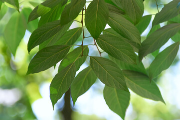 Green leaves background. Selective and soft focus. Copy space.	
