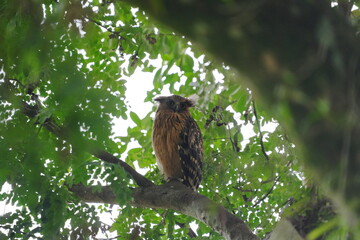 The Buffy Fish Owl (Ketupa ketupu), also known as the Malay Fish Owl, is a fascinating bird of prey found in Southeast Asia. |馬來漁鴞
