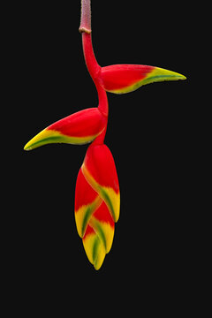 Closeup view of colorful red yellow and green hanging flower of tropical heliconia rostrata aka hanging lobster claw or false bird of paradise isolated on black background
