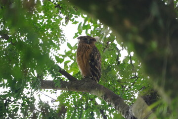 The Buffy Fish Owl (Ketupa ketupu), also known as the Malay Fish Owl, is a fascinating bird of prey found in Southeast Asia. |馬來漁鴞