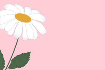 Beautiful vector white chamomile flower on a delicate pink background. Minimalist flower arrangement with copy space. Spring summer concept.