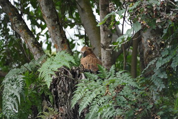 The Buffy Fish Owl (Ketupa ketupu), also known as the Malay Fish Owl, is a fascinating bird of prey found in Southeast Asia. |馬來漁鴞