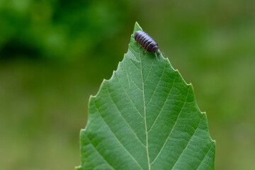 オカダンゴムシ