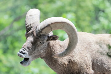 オオツノヒツジ