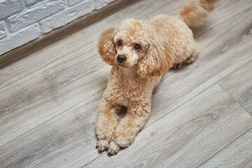 Dog Poodle Lying on the Floor. Dog Waits for Return of Owners Back. 