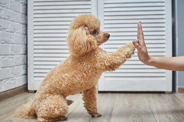 Poodle training in pet house with dog trainer