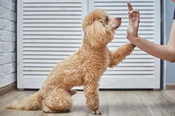 Poodle training in pet house with dog trainer