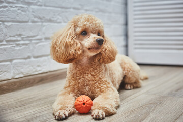 Toy poodle resting on the floor with tennis ball