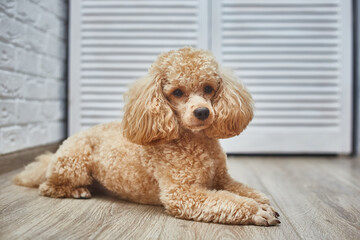 Dog Poodle Lying on the Floor. Dog Waits for Return of Owners Back. 