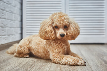 Dog Poodle Lying on the Floor. Dog Waits for Return of Owners Back. 
