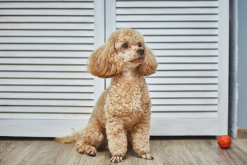 Toy poodle resting on the floor with tennis ball