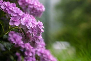 紫色の花を咲かせる紫陽花