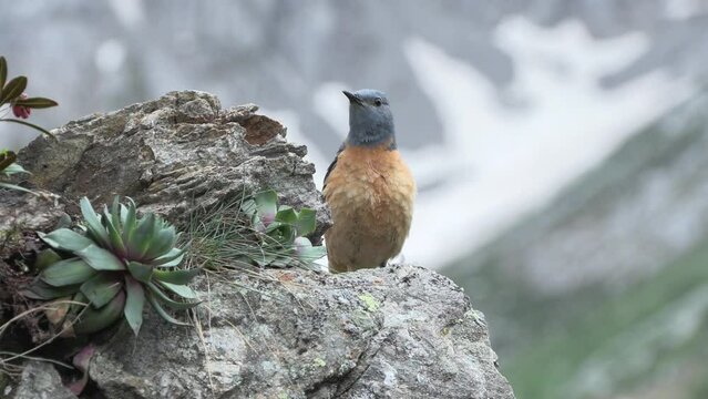 Monticola saxatilis, redstart codirossone	