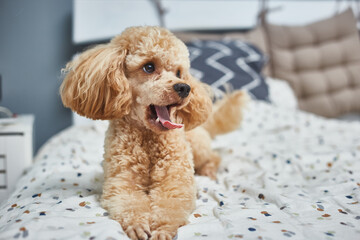 Poodle dog is lying and sleeping in bed, having a siesta