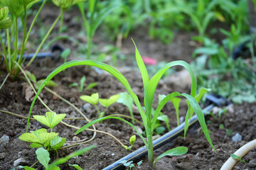 small corn plant in the garden, close-up of corn plant in the garden,