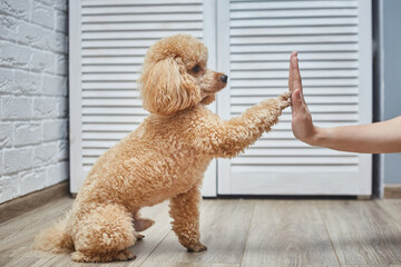 Poodle training in pet house with dog trainer