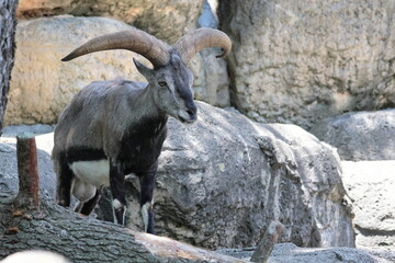 スーチョワンバーラル
