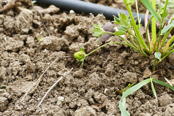 Close-up of vitamin-deficient and diseased strawberry seedlings greening and blooming in spring,