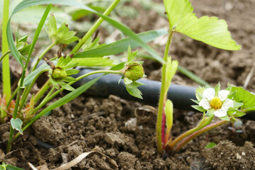 Close-up of vitamin-deficient and diseased strawberry seedlings greening and blooming in spring,