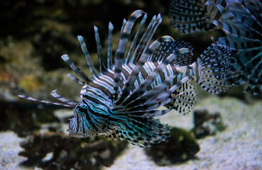 Colourful tropical lion fish on the coral reef	