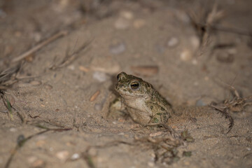 Bufotes balearicus o Bufo lineatus, endemic green toad of the Italian peninsula.