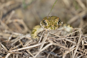 Bufotes balearicus o Bufo lineatus, endemic green toad of the Italian peninsula.