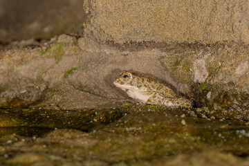 Bufotes balearicus o Bufo lineatus, endemic green toad of the Italian peninsula.