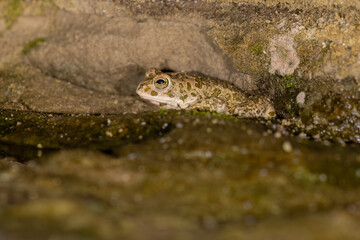 Bufotes balearicus o Bufo lineatus, endemic green toad of the Italian peninsula.