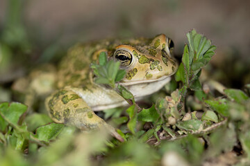 Bufotes balearicus o Bufo lineatus, endemic green toad of the Italian peninsula.