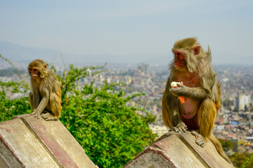 観光客からアイスを奪って食べている野生の猿Wild monkey steals ice cream from tourists and eats it