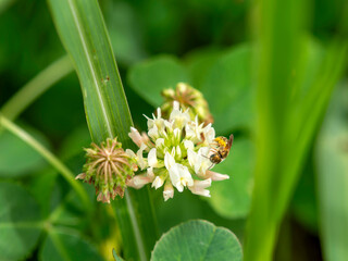 シロツメクサの蜜を集める小さな蜂