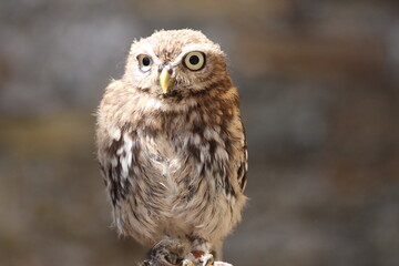 Adorable Small Brown Owl Perched