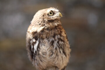 Adorable Small Brown Owl Perched