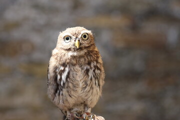 Adorable Small Brown Owl Perched