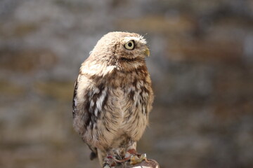 Adorable Small Brown Owl Perched
