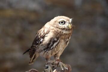Adorable Small Brown Owl Perched