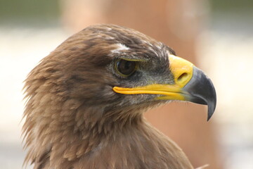 Naklejka premium Close-Up of Majestic Golden Eagle in Detail