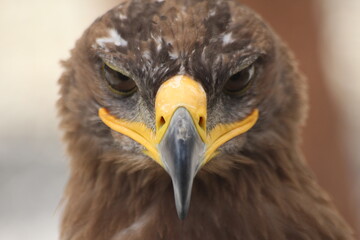 Close-Up of Majestic Golden Eagle in Detail