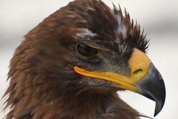 portrait of an eagle