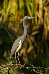Tri-colored Heron, Louisiana Heron, Egretta tricolor, adult in warm evening sunlight